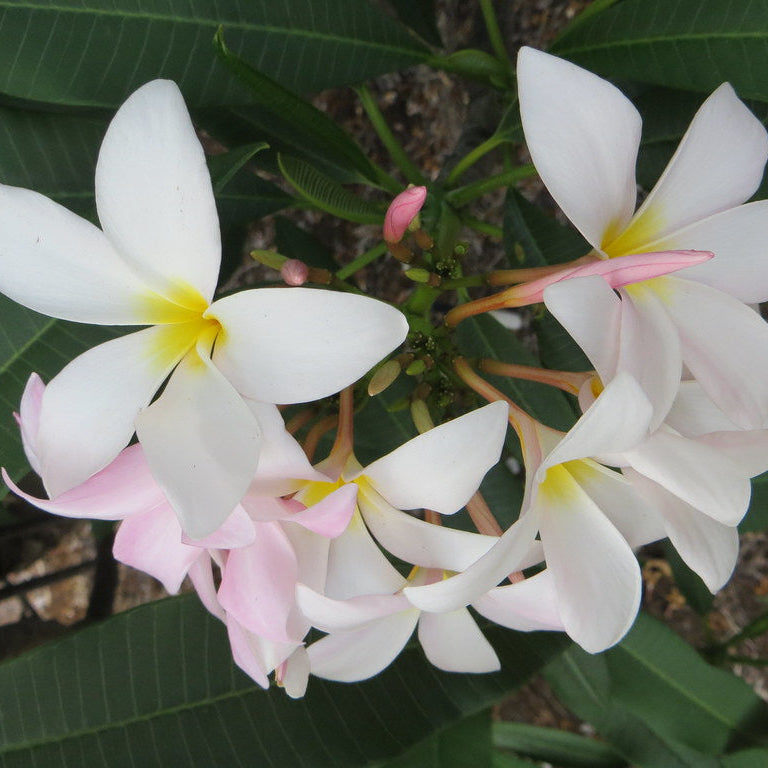 Slaughter Pink Plumeria