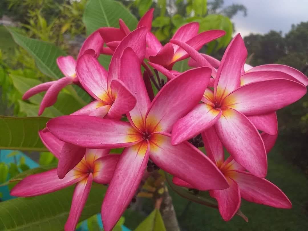 Calcutta Star Plumeria
