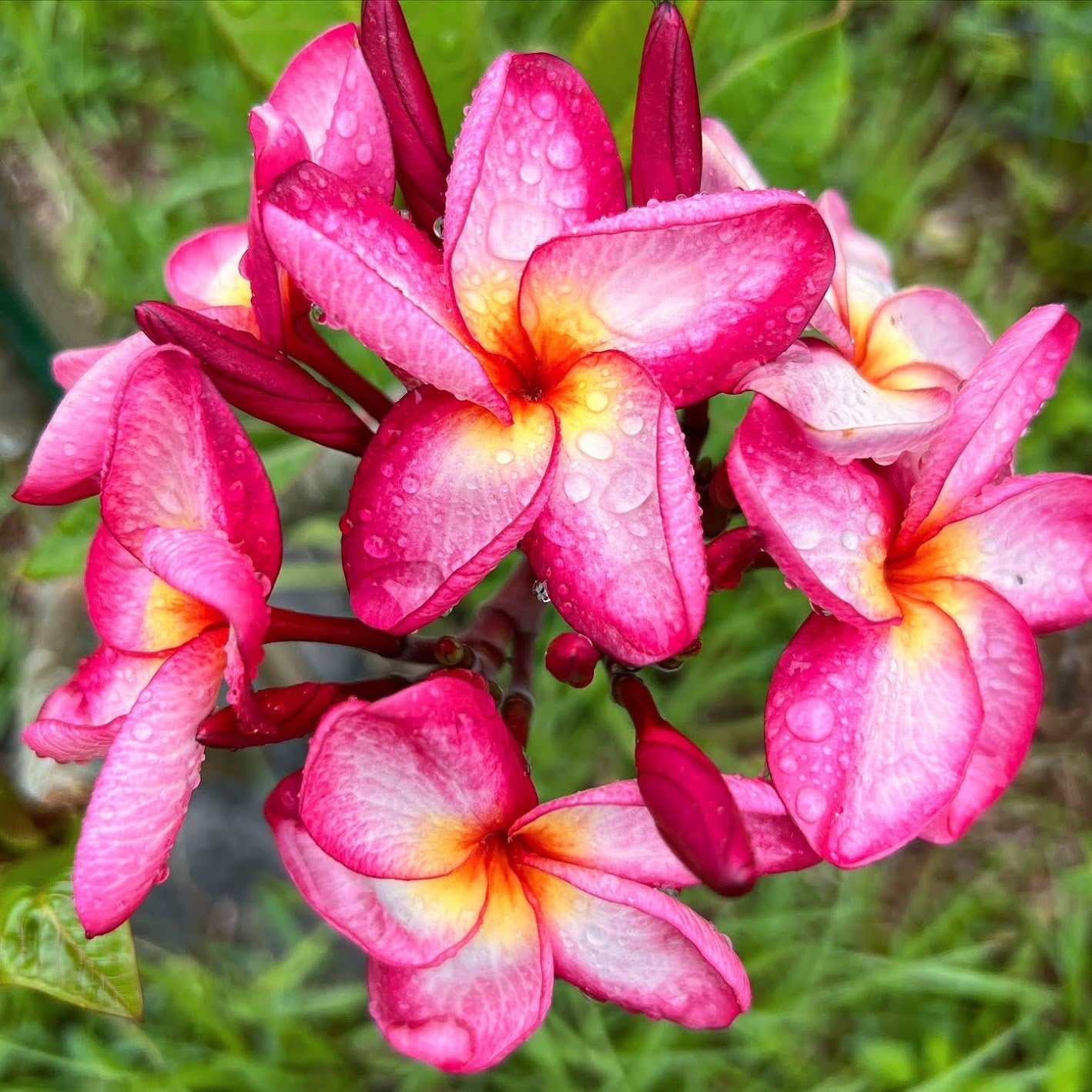 Amity Star Plumeria