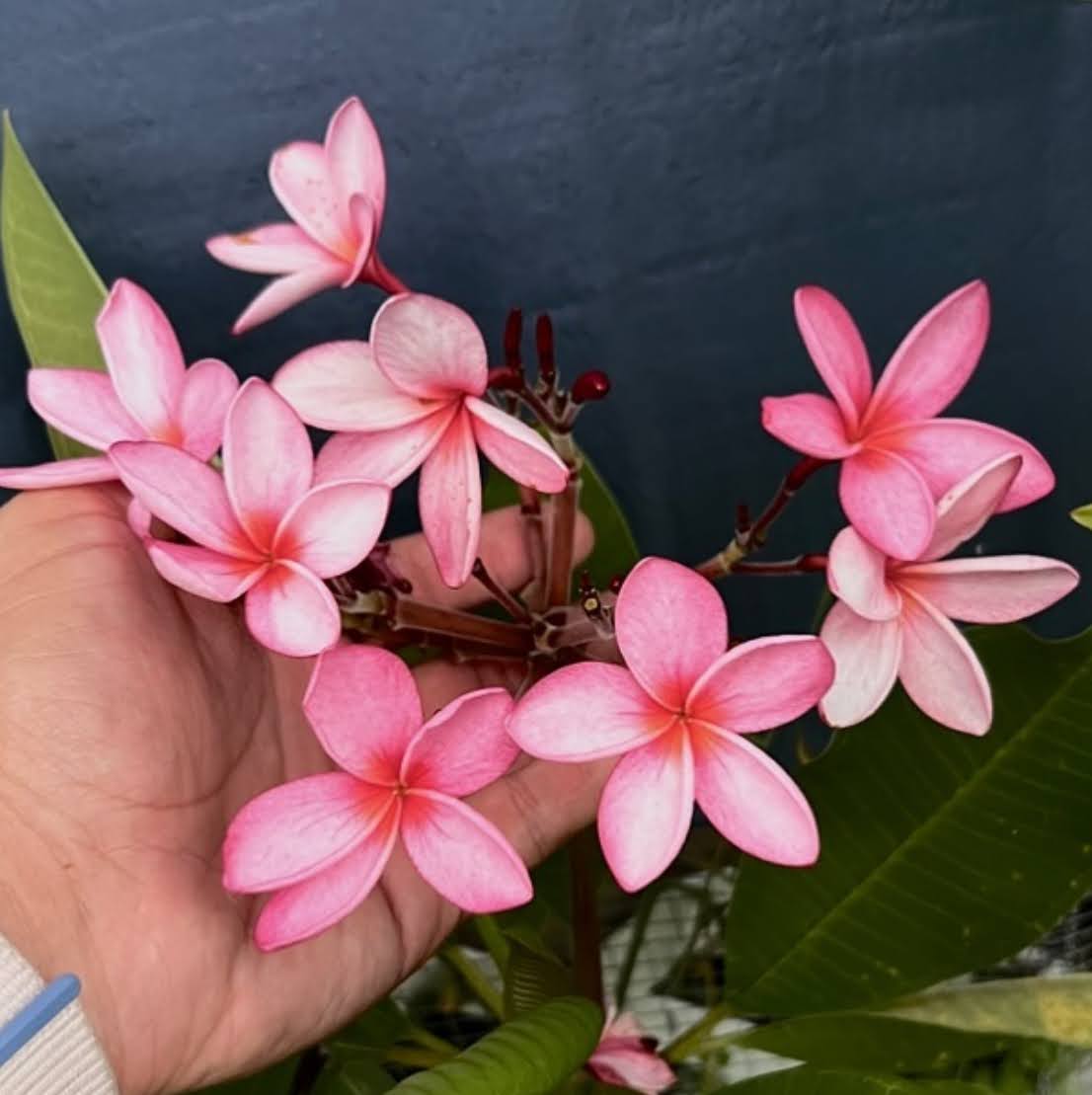Cranberry Plumeria