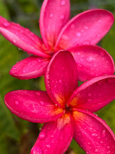 Polynesian Red Plumeria