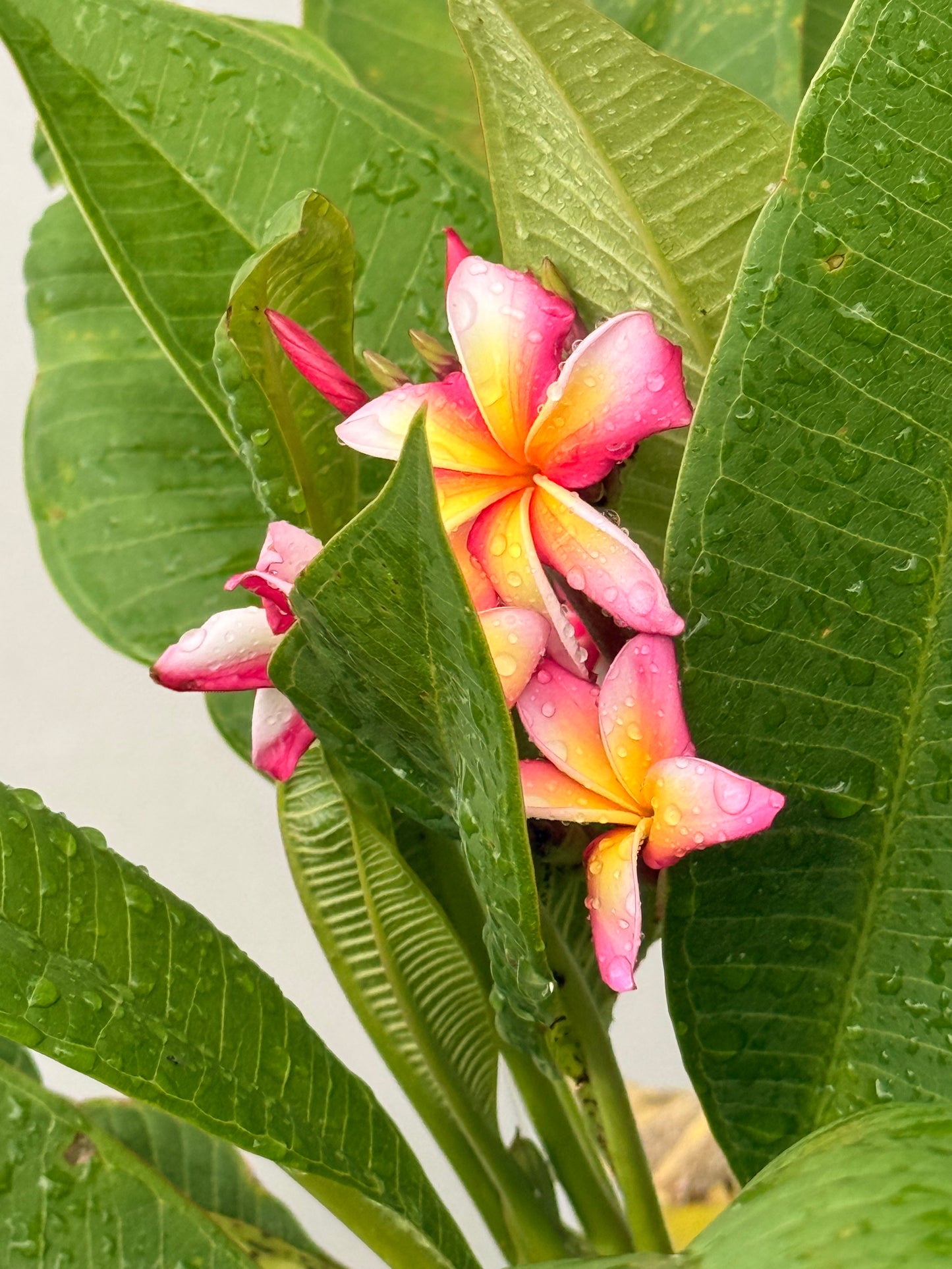 Candystripe Plumeria