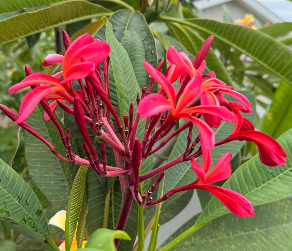 Pinwheel Rainbow Plumeria
