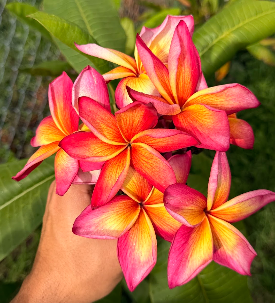 Jeannie Moragne Plumeria