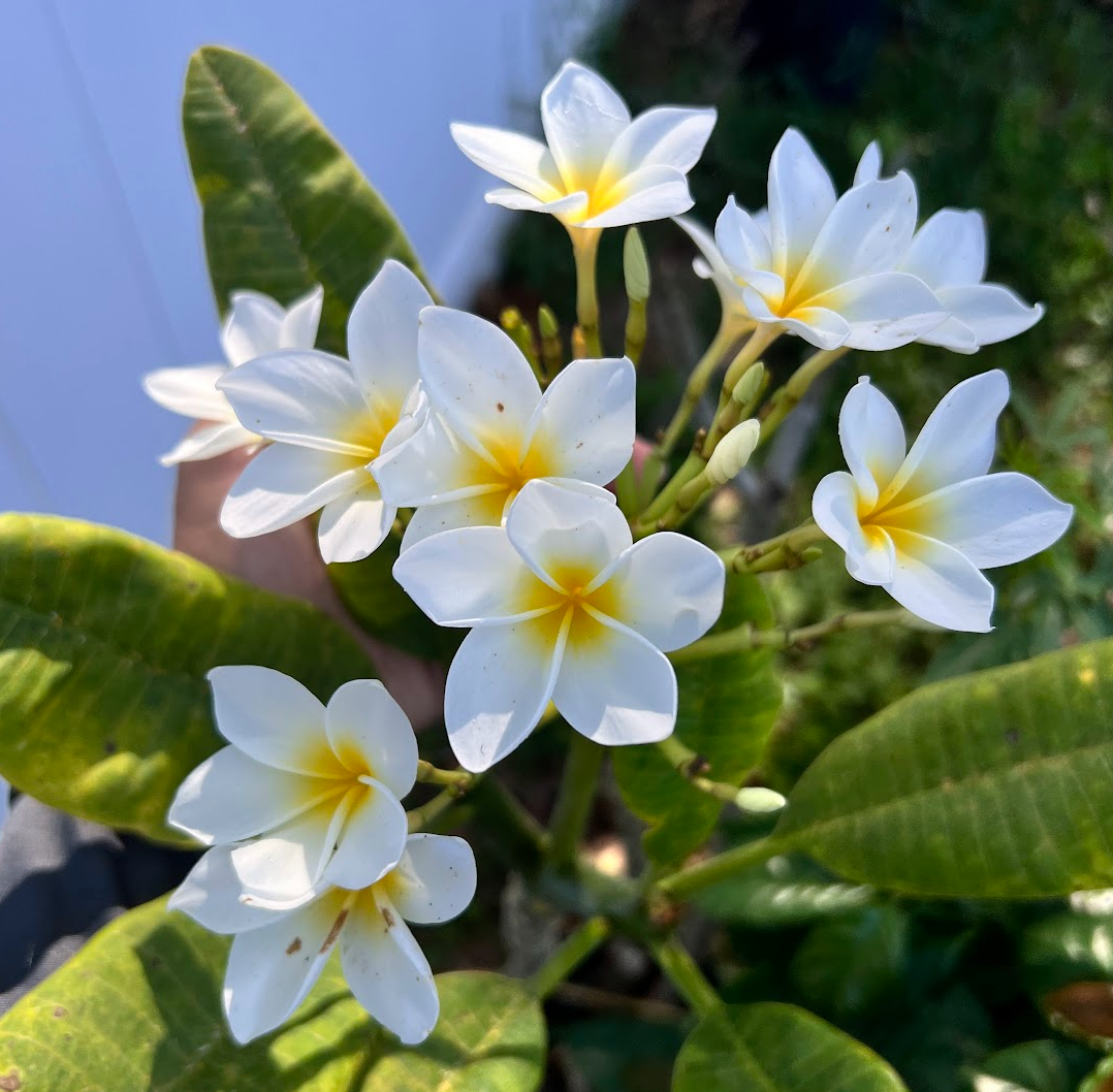 King Kalakaua Plumeria