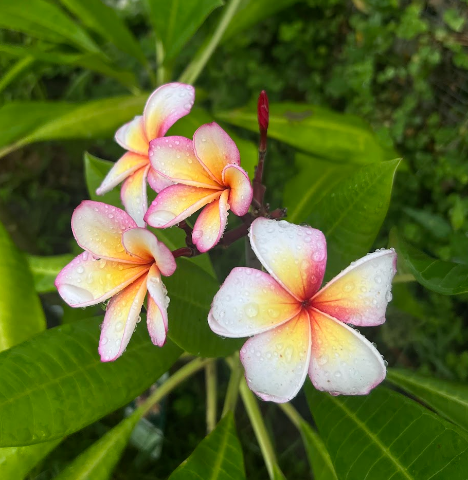 Whirlwind Plumeria