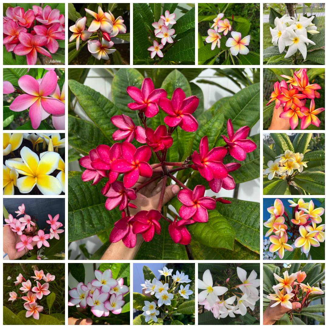 12 Pack Variety (Random) Bulk Plumerias