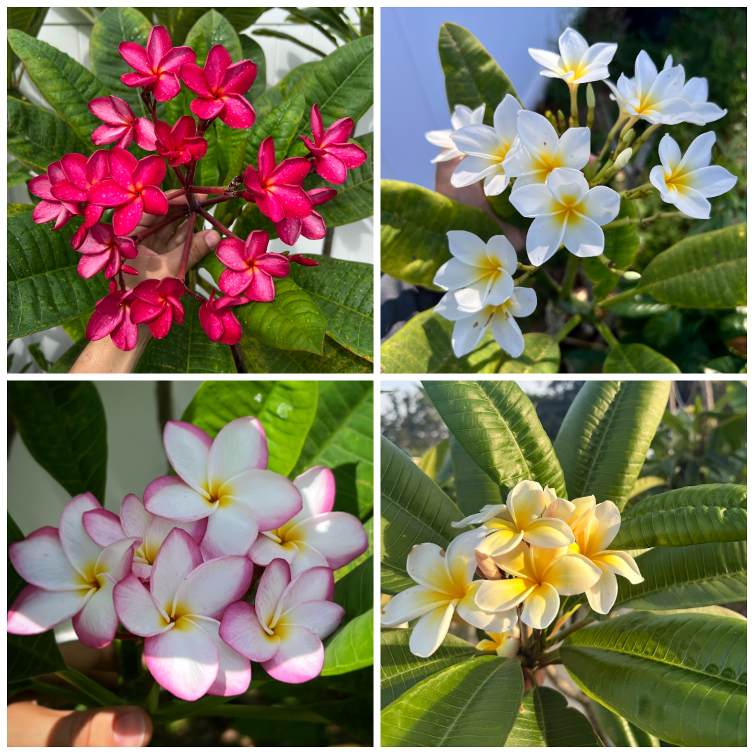 4 Pack Variety