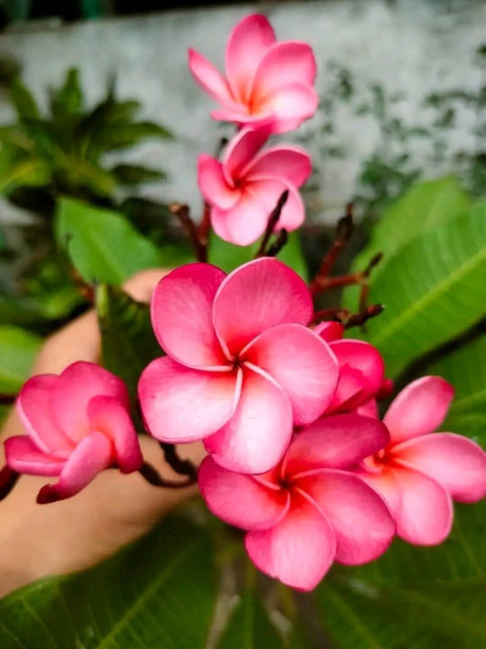 University Cherry Pink