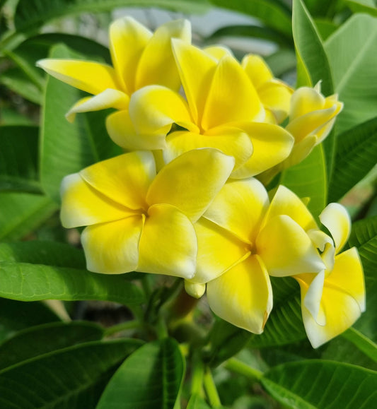 Lemon Drop