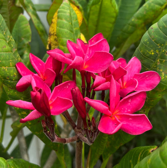 Polynesian Red Plumeria