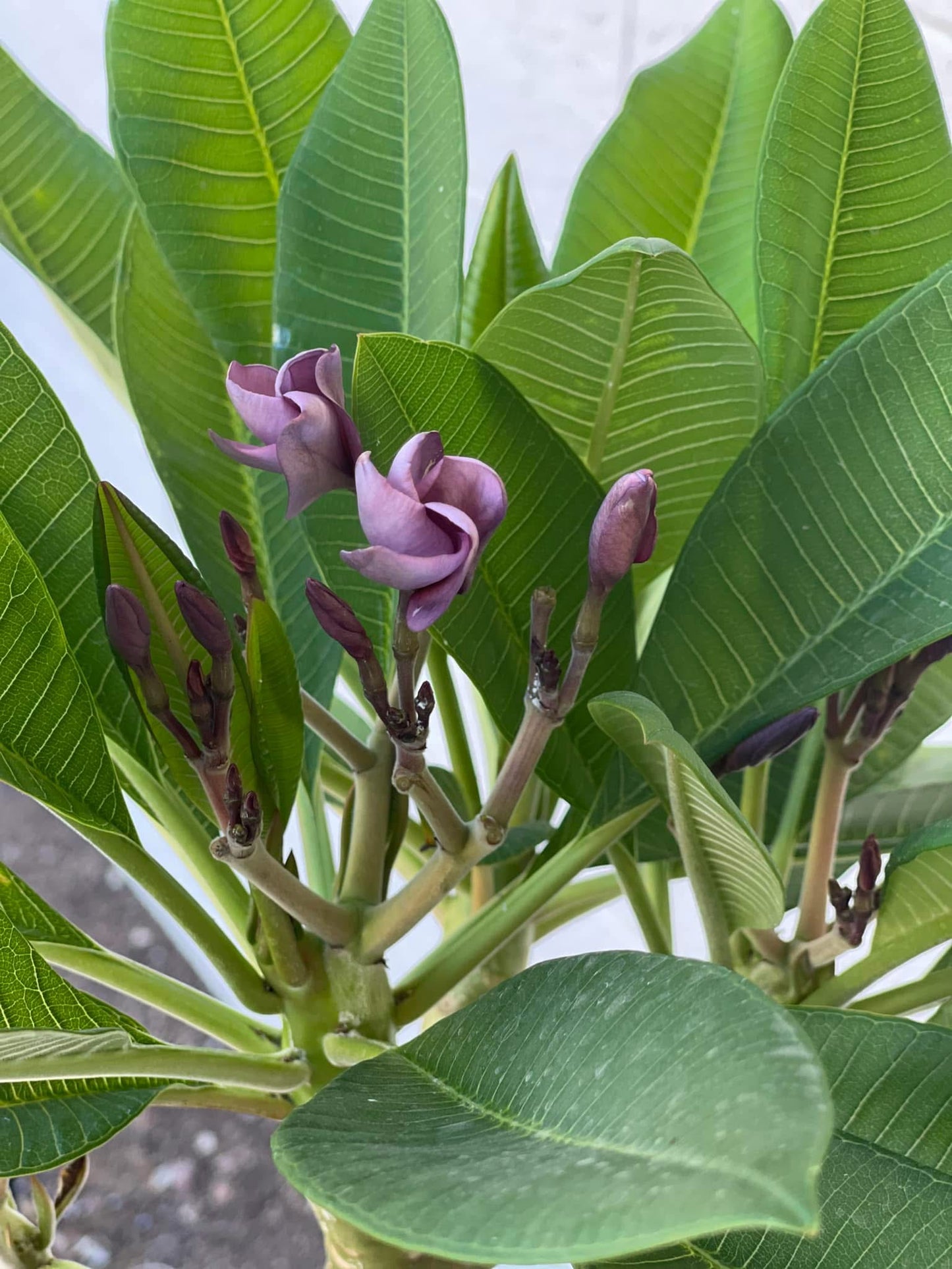 Purple Jack