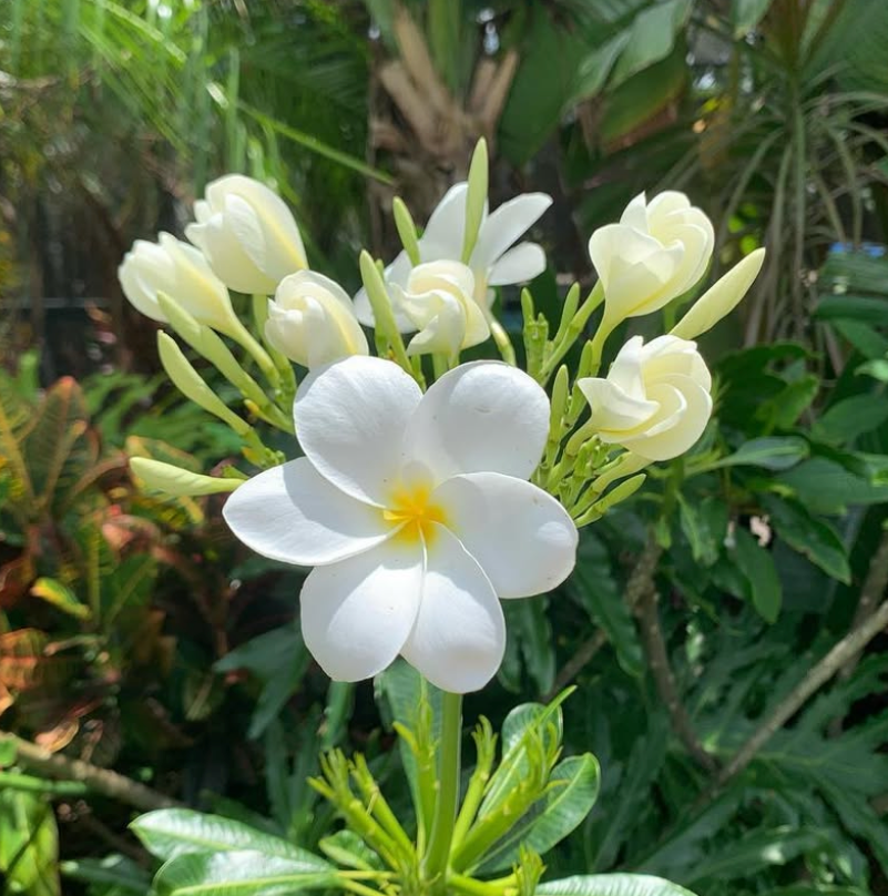 Hong Kong Plumeria