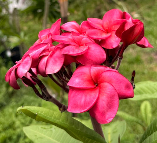 Super Round Plumeria
