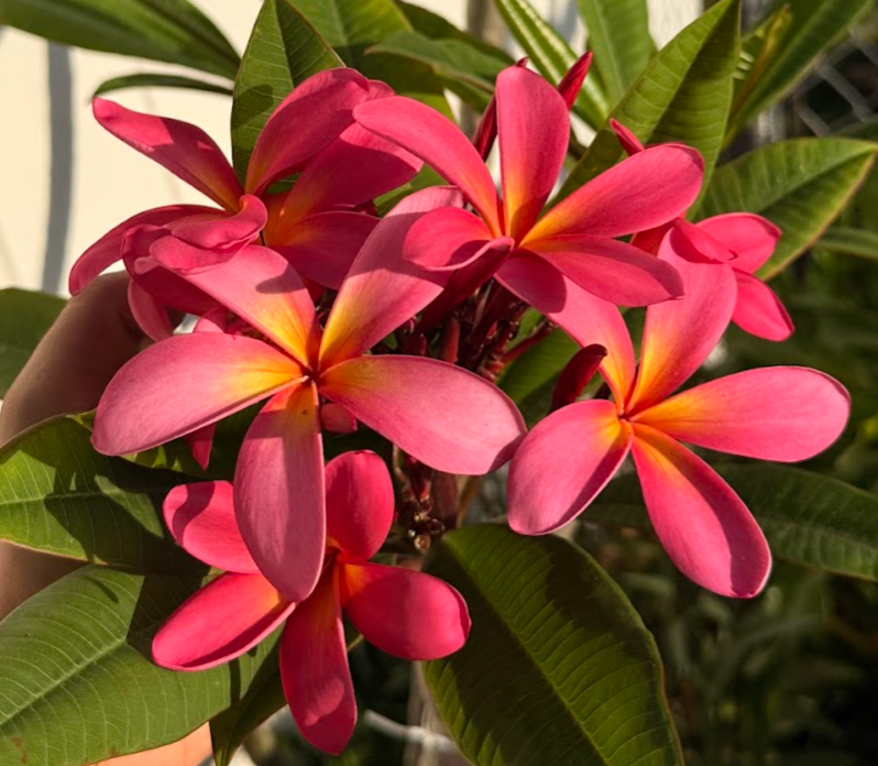 California Sally Plumeria