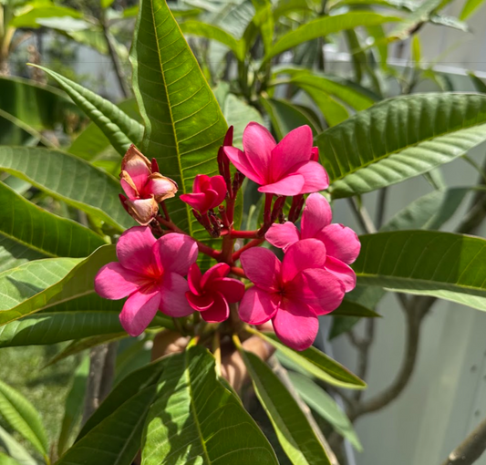 Salsa Plumeria