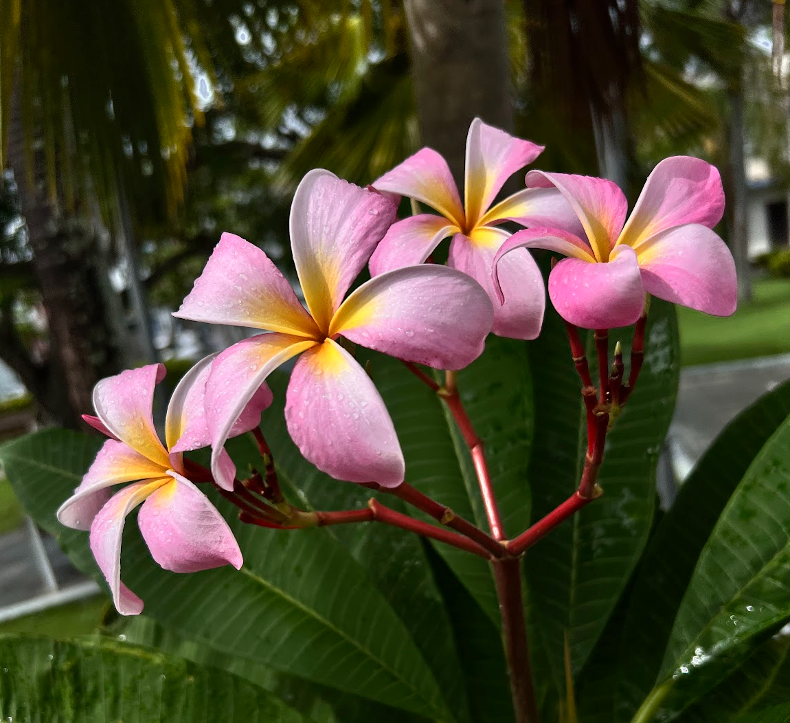 Cancun Pink Plumeria