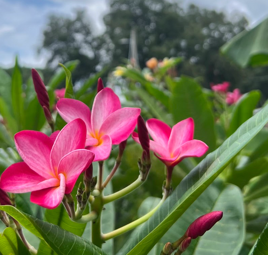 Miami Rose Plumeria