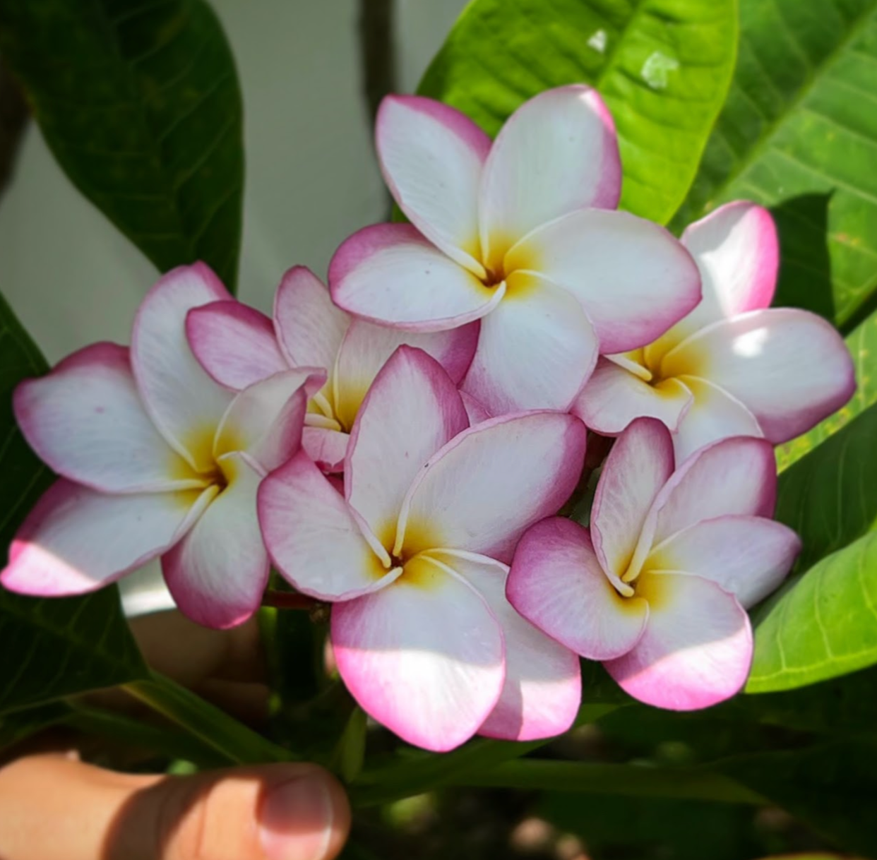 My Valentine Plumeria
