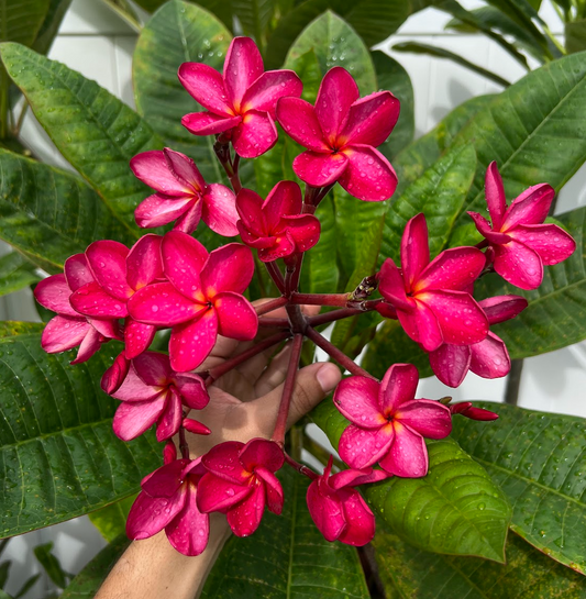 Siam Red Plumeria