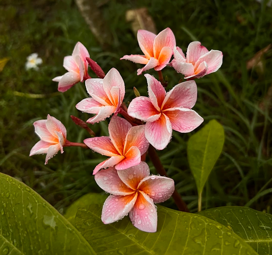 Synchronicity Plumeria