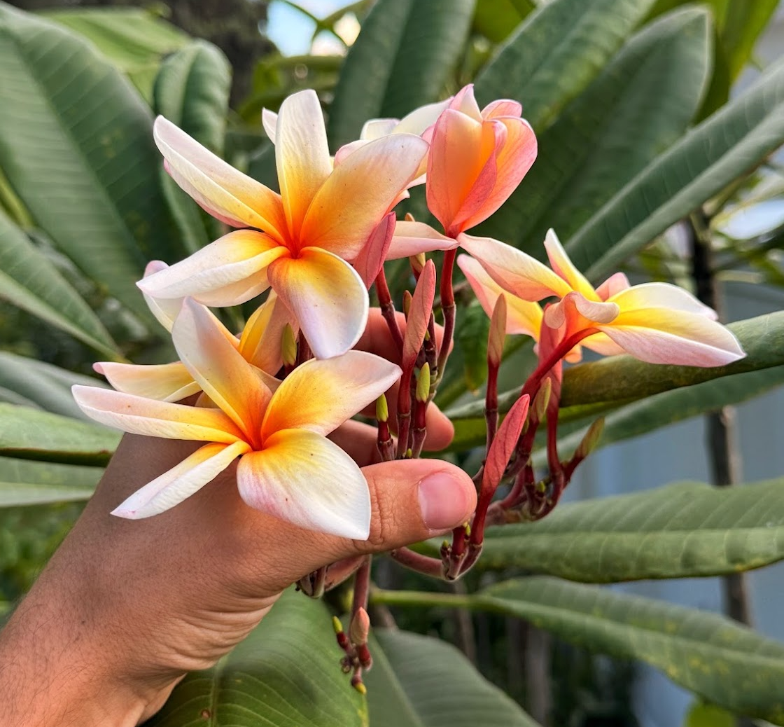 Coral Cream Plumeria