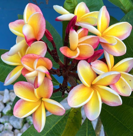 Lei Rainbow Plumeria