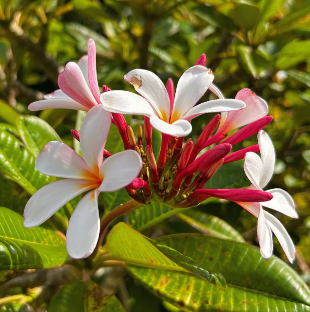 Dwarf Singapore Pink