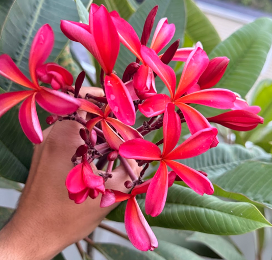 Pinwheel Rainbow Plumeria