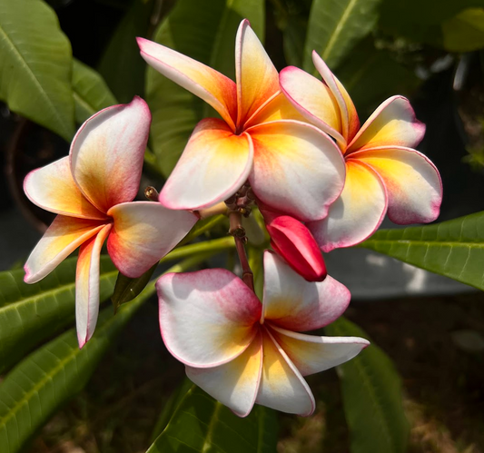 Whirlwind Plumeria