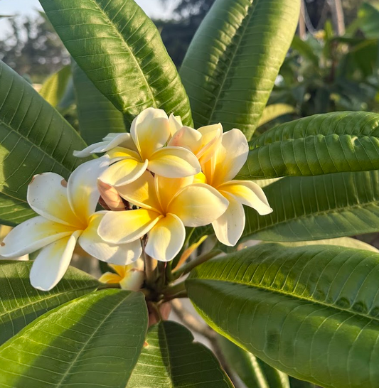 Pale Yellow (Cuban Yellow) Plumeria