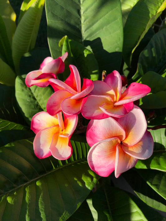 jungle jacks typhoon jj plumeria