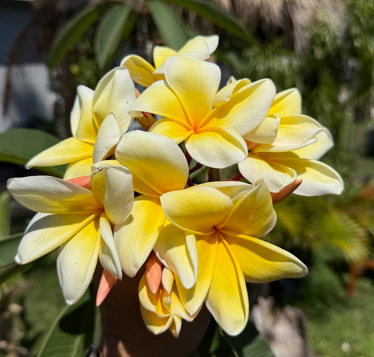plumeria Florida free shipping multi colour tropical Hawaii Puerto Rico Caribbean